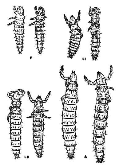 Proturan life stages. P=prelarva, L1=larva I, LII=larva II, A=adult. 