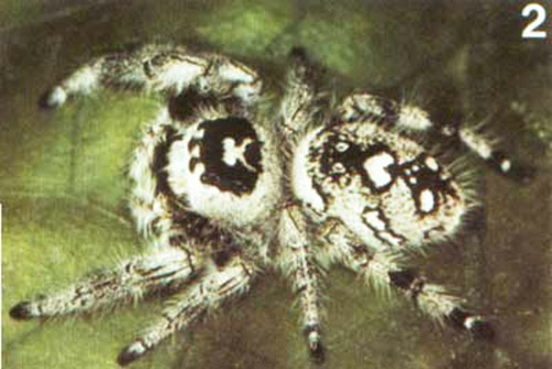 Adult female, gray form, regal jumping spider, Phidippus regius C.L. Koch. 
