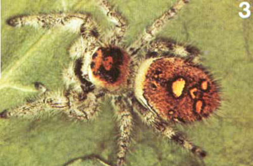 Adult female, orange form, regal jumping spider, Phidippus regius C.L. Koch. 