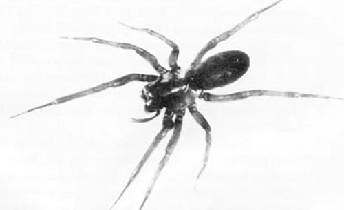 Female Metaltella simoni (Keyserling), a Cribellate spider.