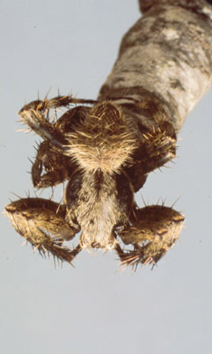 Closeup of male Neoscona crucifera (Lucas), an orb weaver. 