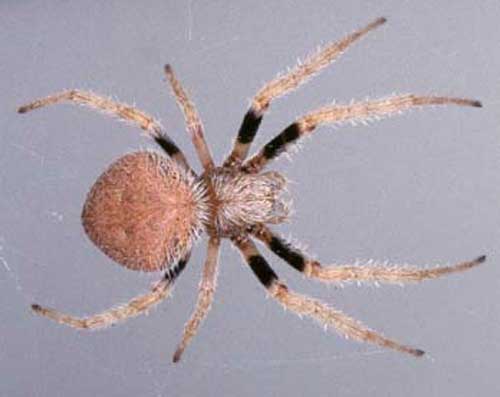 Female sub-adult or adult tropical orb weaver