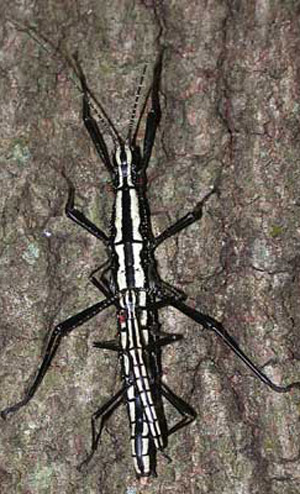 Male and female of the twostriped walkingstick, Anisomorpha buprestoides (Stoll), Ocala National Forest color form
