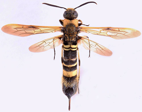 Eriotremex formosanus(Matsumura). 