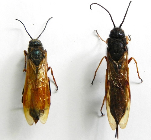 Dorsal view of Sirex noctilio Fabricius (male left, female right).