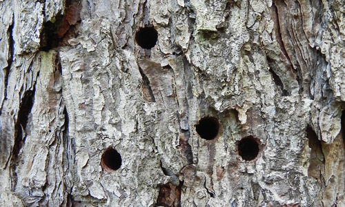 Exit holes in of Sirex noctilio Fabricius in Pinus taeda.