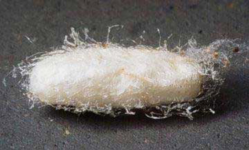 Cocoon of Cotesia marginiventris (Cresson), a wasp parasitoid.