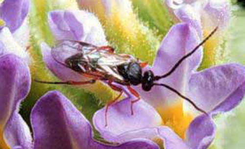 Adult male Cotesia marginiventris (Cresson), a wasp parasitoid. 