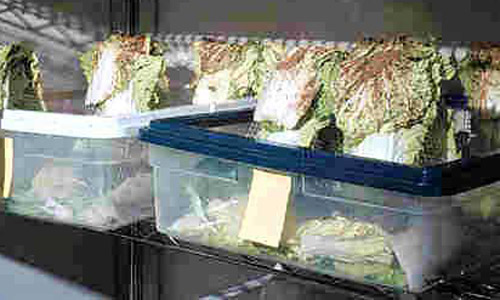 Rearing containers for Diadegma insulare (Cresson), a parasitoid wasp. Inside a walk-in rearing chamber, the leaves of collards infested with diamondback moth larvae are presented to the free-flying wasps.