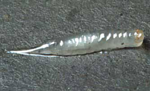 Mature larva of Meteorus autographae Muesebeck, a parasitoid wasp.