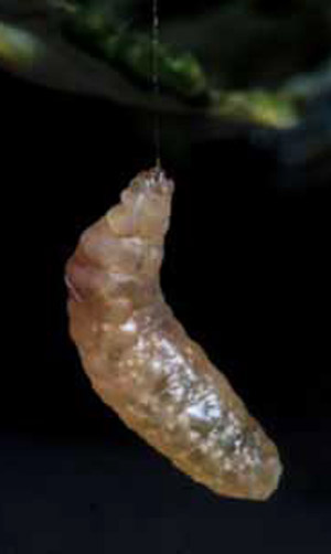 Pre-pupation larva of Meteorus autographae Muesebeck, a parasitoid wasp.