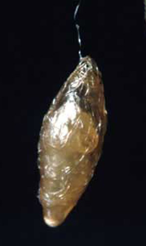 Cocoon of Meteorus autographae Muesebeck, a parasitoid wasp.