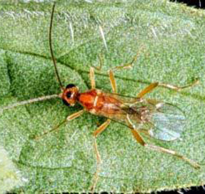 Male Meteorus autographae Muesebeck, a parasitoid wasp.