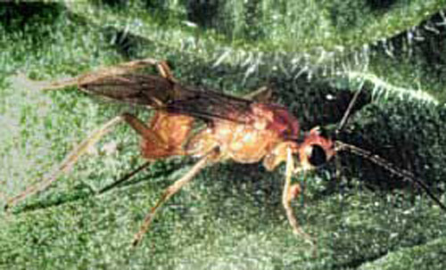 Female Meteorus autographae Muesebeck, a parasitoid wasp. 