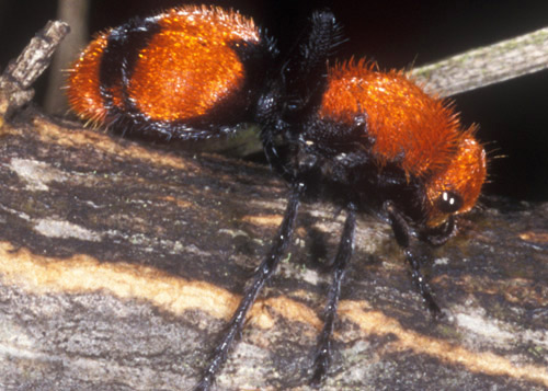 Adult female "cow killer," Dasymutilla occidentalis occidentalis (Linnaeus), a velvet ant. 