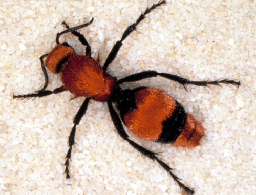 Dorsal view of adult female "cow killer," Dasymutilla occidentalis occidentalis (Linnaeus), a velvet ant.