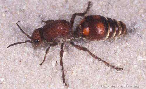 Adult female Dasymutilla sp., a velvet ant.