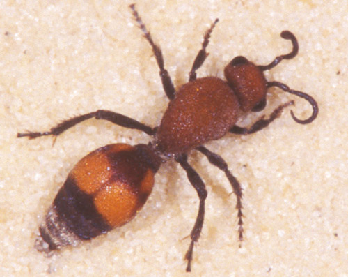 Dorsal view of adult female Dasymutilla sp., a velvet ant. 
