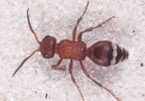 Dorsal view of an adult female Timulla sp., a velvet ant.