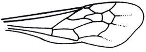 Anterior wing, subfamily Mutillinae, with pterostigma membranous or absent.