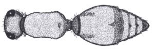 Dorsal view of long, rectangular mesosoma of Timulla spp. 