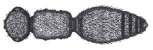Dorsal view of rectangular mesosoma of Photomorphus spp. Note: as wide or wider than head. 