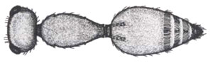 Dorsal view of short, parallel-sided petiole of Ephuta spp. 