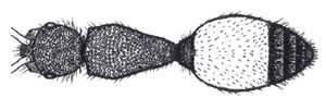 Dorsal view of apical fringe of tergite II of Sphaeropthalma Sphaeropthalma pensylvanica (Lepeletier).