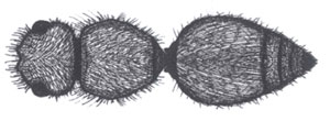 Dorsal view of non-diciform petiole of Dasymutilla spp.