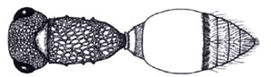 . Dorsal view of tuberculate anterior and propodeal spiracles of Lomachaeta variegata. 
