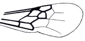 Anterior wing with membranous or absent pterostigma.
