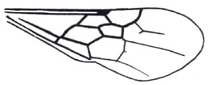 Inconspicuous forewing pterostigma of the genus Lomachaeta.