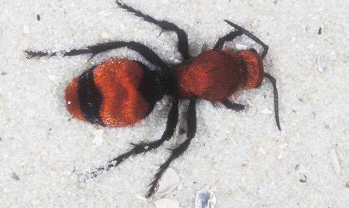 Adult female "cow killer," Dasymutilla occidentalis occidentalis (Linnaeus), a velvet ant. 