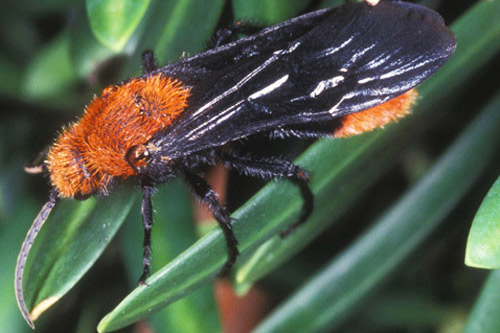 Adult male "cow killer," Dasymutilla occidentalis occidentalis (Linnaeus), a velvet ant. 
