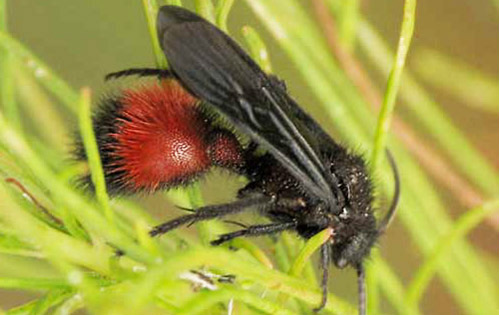 Adult male Dasymutilla nigripes (Fabricius), a velvet ant.