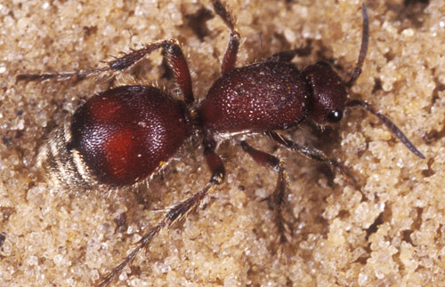 Adult female Dasymutilla sp, a velvet ant.