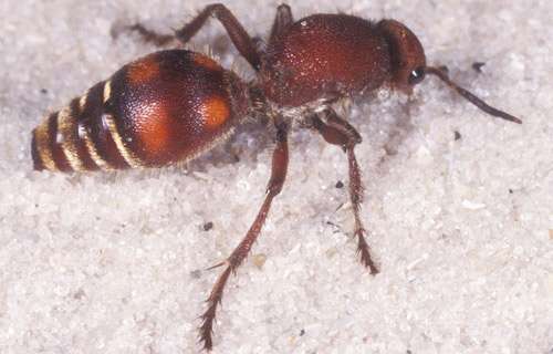 Adult female Dasymutilla sp, a velvet ant. 