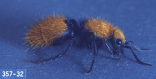 Adult female Dasymutilla sp., a velvet ant. 