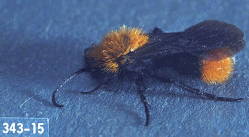 Adult male Dasymutilla sp., a velvet ant.
