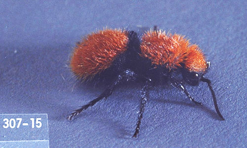 Adult female Dasymutilla sp., a velvet ant. 