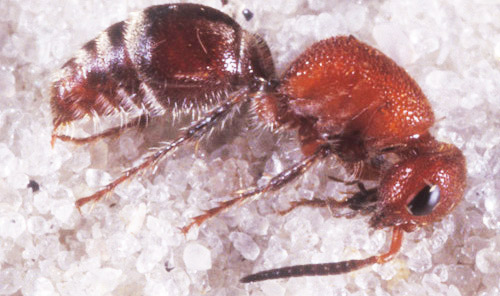 Lateral view of an adult female Timulla sp., a velvet ant.