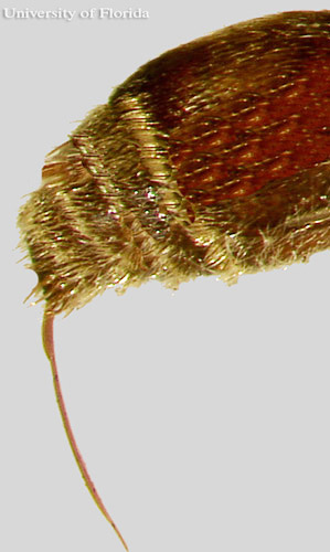 Ovipositor (stinger) of an unidentified, adult female velvet ant, Dasymutilla sp. 