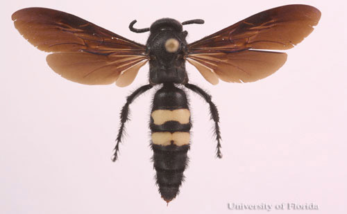 Adult Scolia nobilitata Fabricius, a scoliid wasp.
