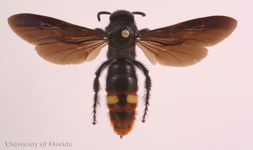 Adult Scolia dubia Say, a scoliid wasp.