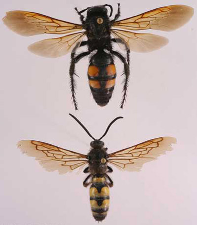 Adult Campsomeris quadrimaculata (Fabricius), scoliid wasps. Female (top), male (bottom).