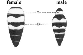 Campsomeris trifasciata (Saussure)