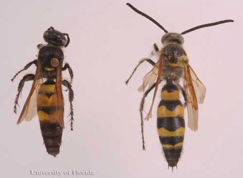 Adult Campsomeris trifasciata (Saussure), scoliid wasps. Female (left), male (right).