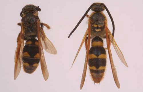 Adult Campsomeris fulvohirta (Cresson), scoliid wasps. Female (left), male (right).