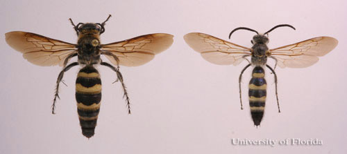 Adult Campsomeris plumipes fossulana (Fabricius), scoliid wasps. Female (left), male (right).