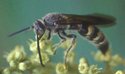 Adult Campsomeris plumipes fossulana (Fabricius), a scoliid wasp.